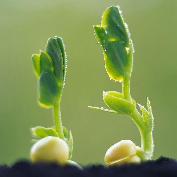 梦落花绿植