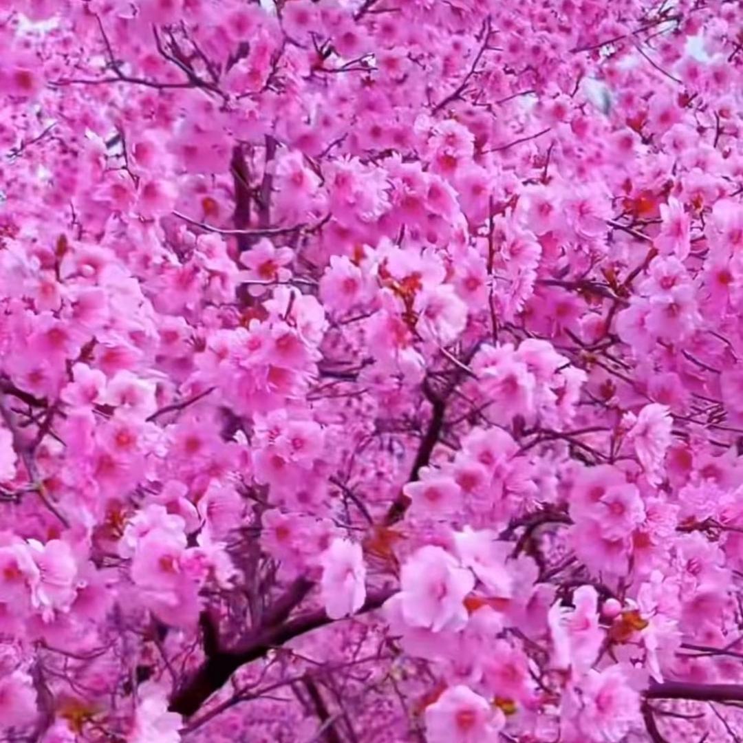空心菜
