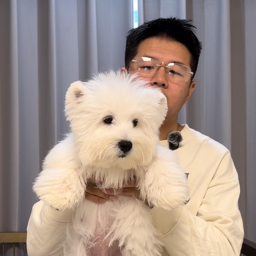 何文拿回来的西高地