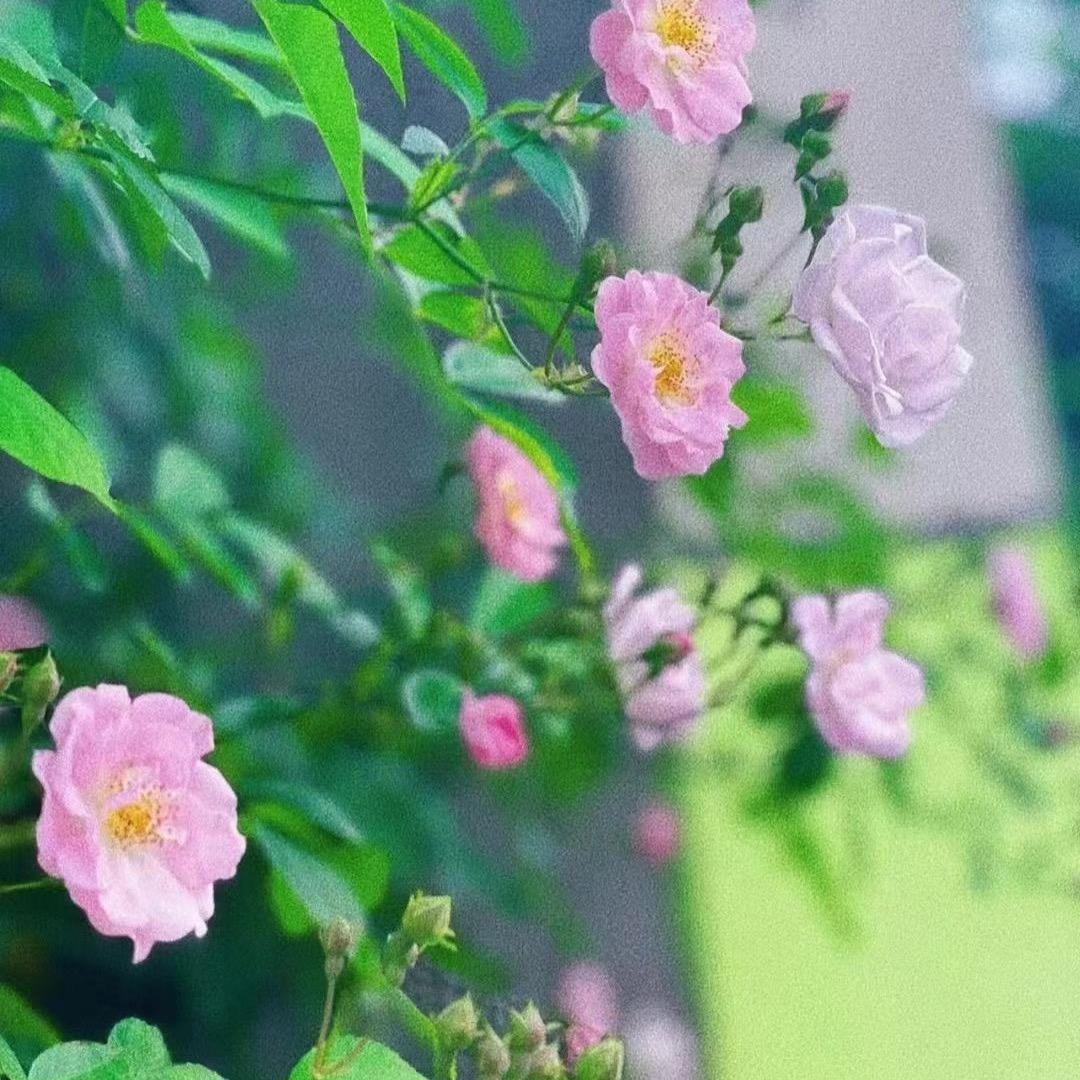 女神在变老的路上……..