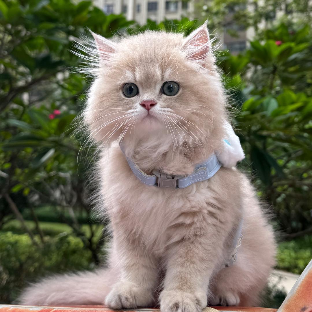 咩咩