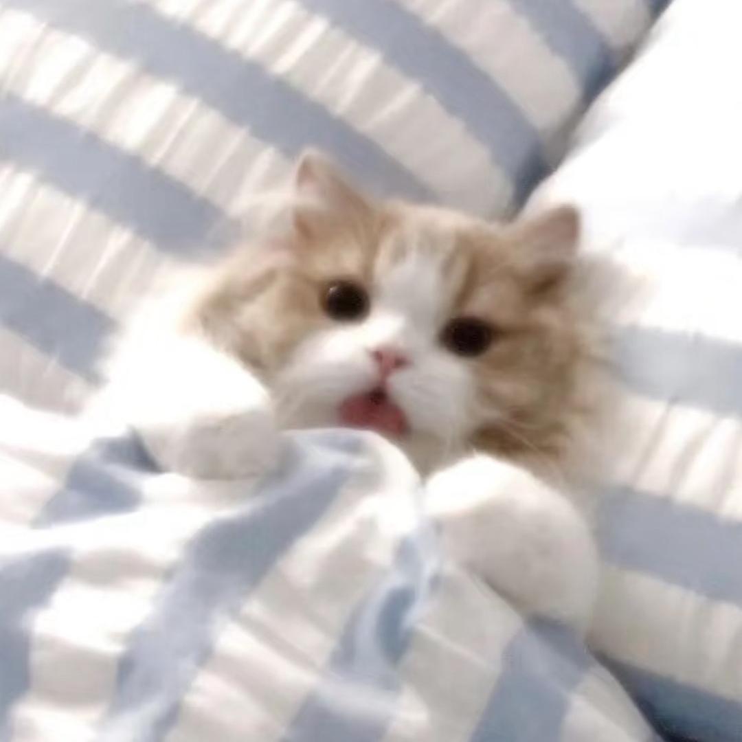 葭沐