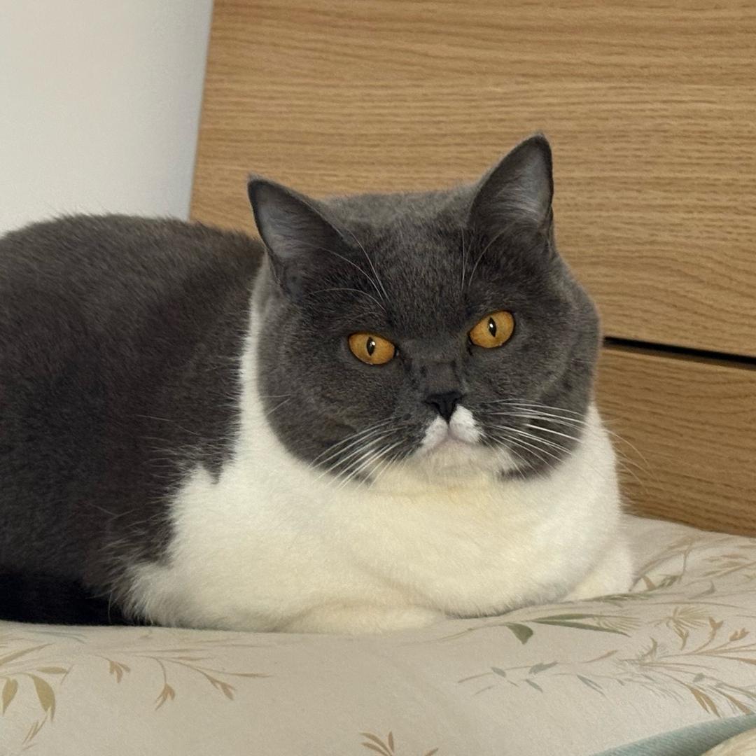 蟹美式