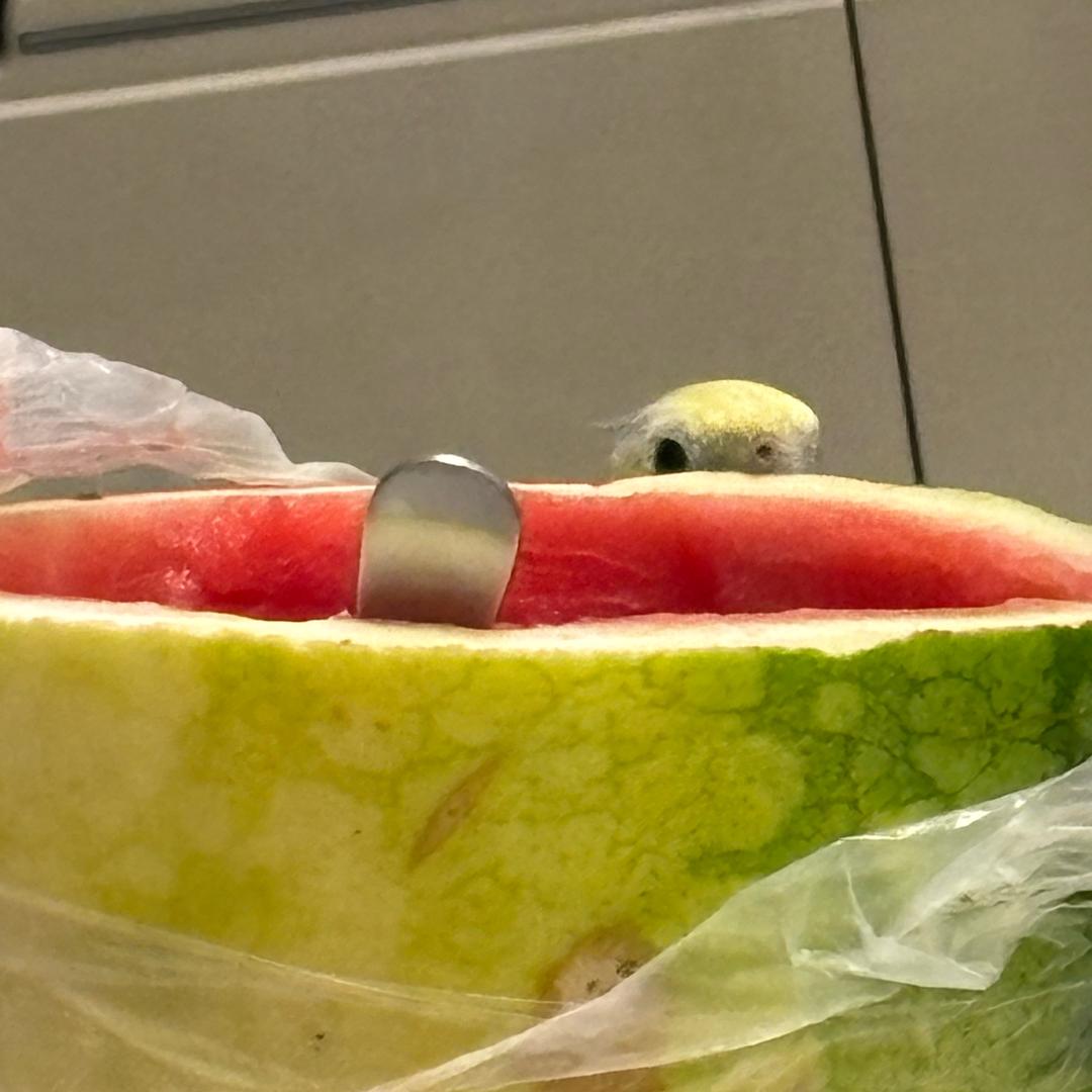 我家小鹦鹉