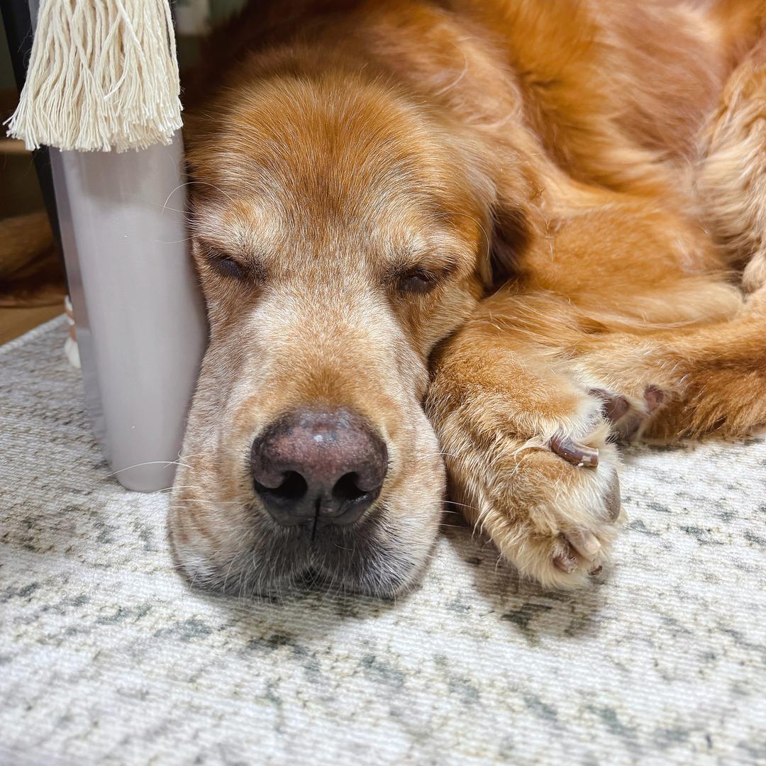 PUPPY酱的往后余生