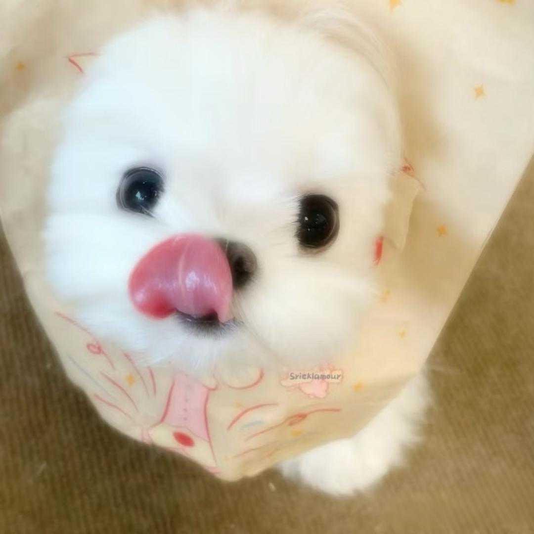 在下菲菲