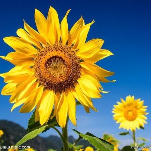 向日葵🌻141319