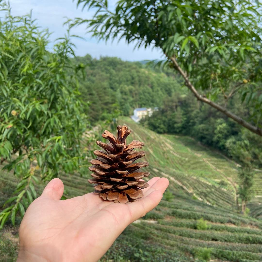 程程（首播）🎤不定时直播
