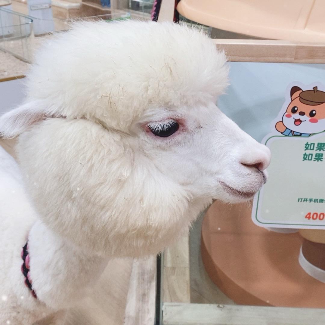 小象动悟公园（鼎城吾悦店）