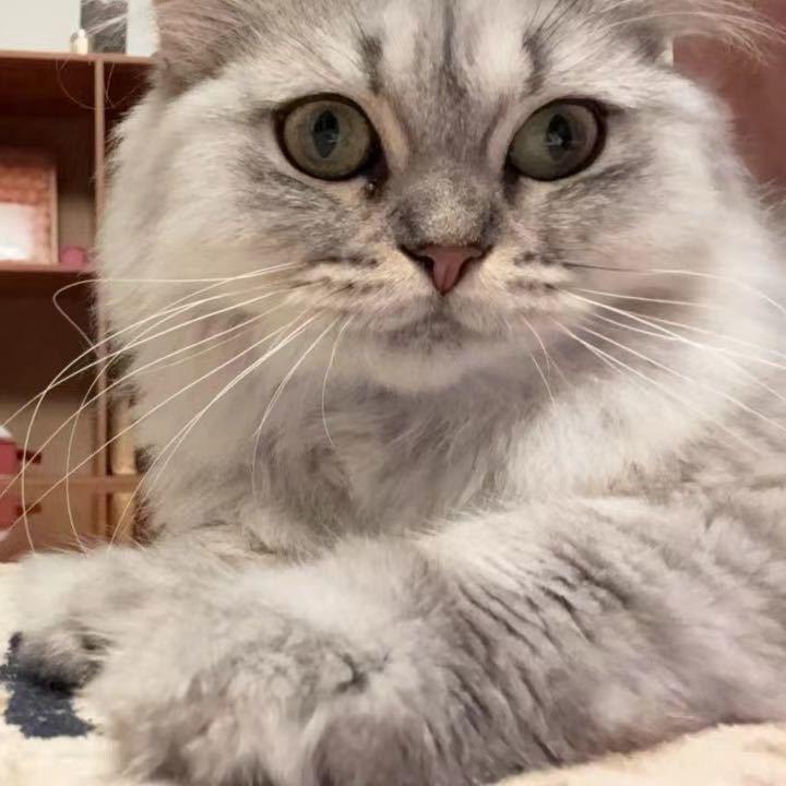 老趣味