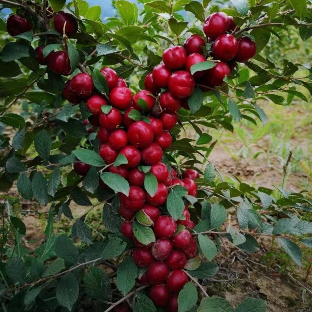 卉双鑫旭果树苗木专卖店