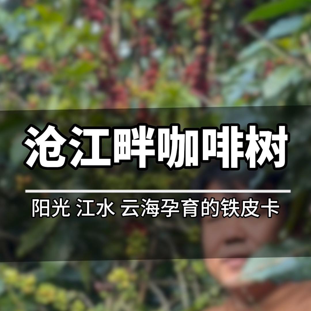 沧江畔咖啡树