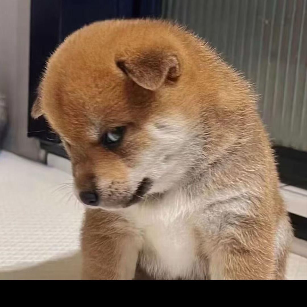 橙妹儿