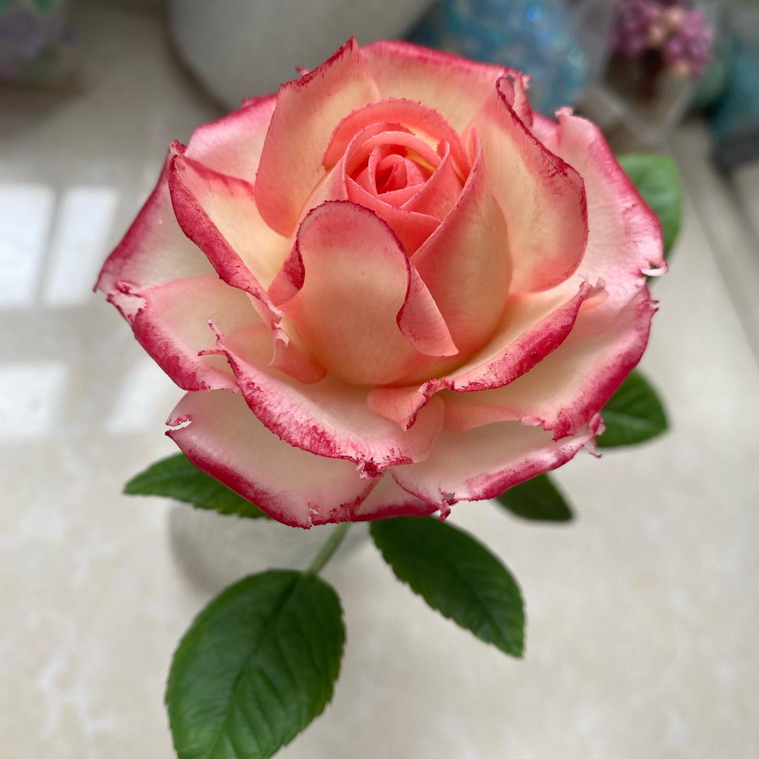 红柚朵朵DIY手工