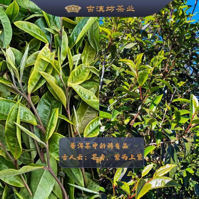 古滇坊茶叶