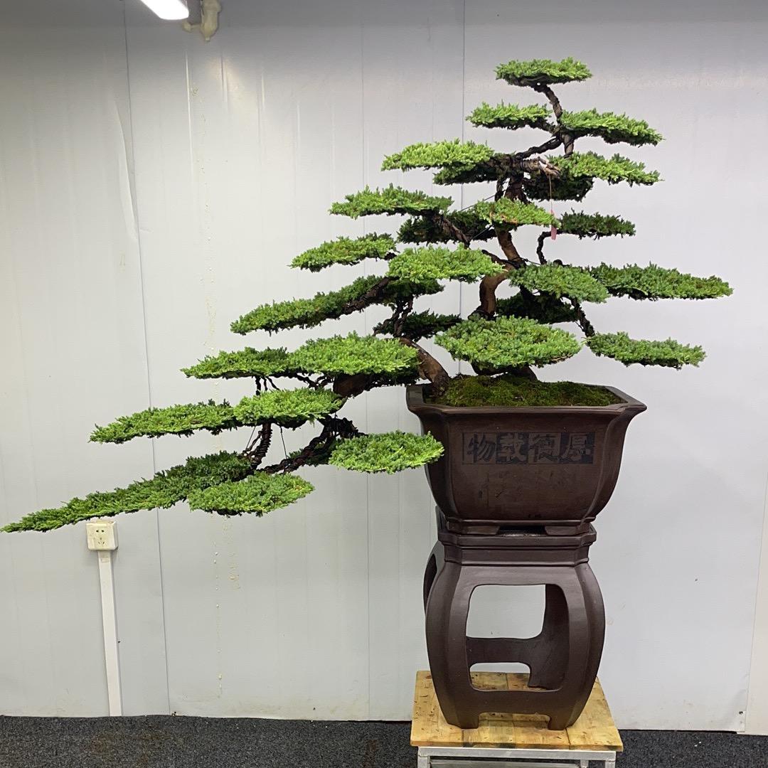 秋轶盆景园艺