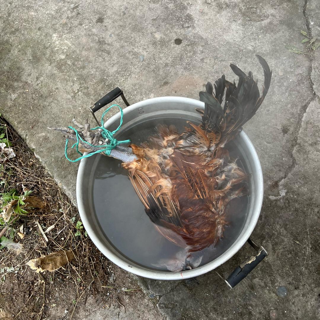 鸡祥如意地道四川姑娘