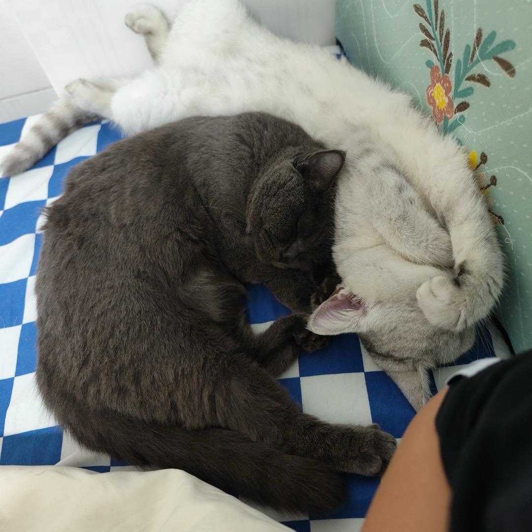 春花和妹妹日常