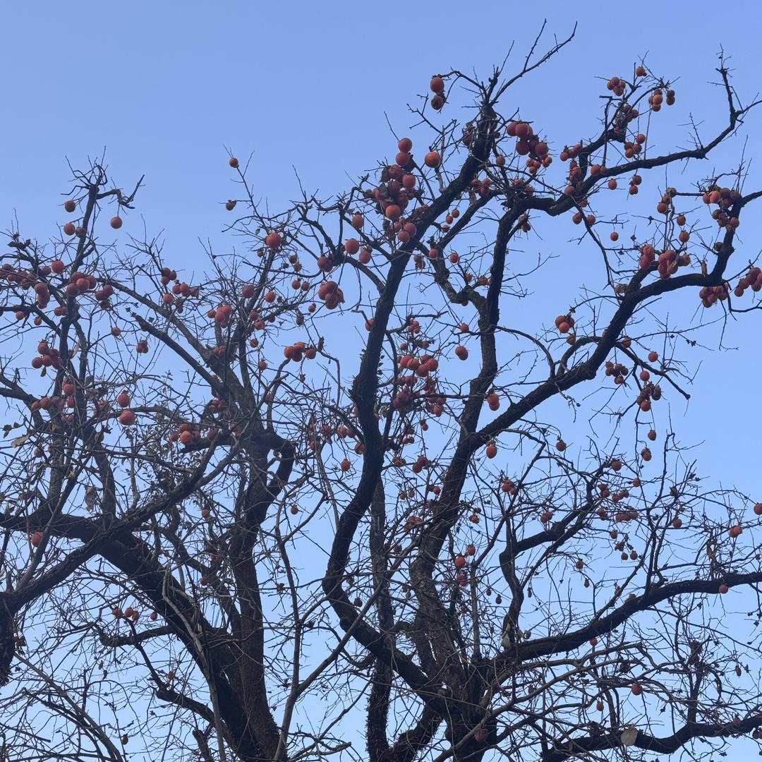 中江挂面产品店