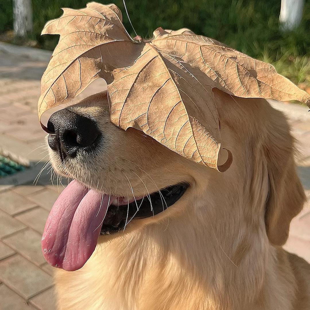 @金毛可乐