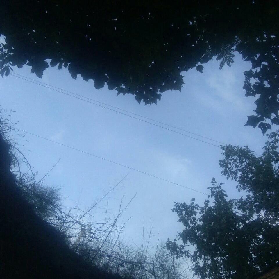南鸽