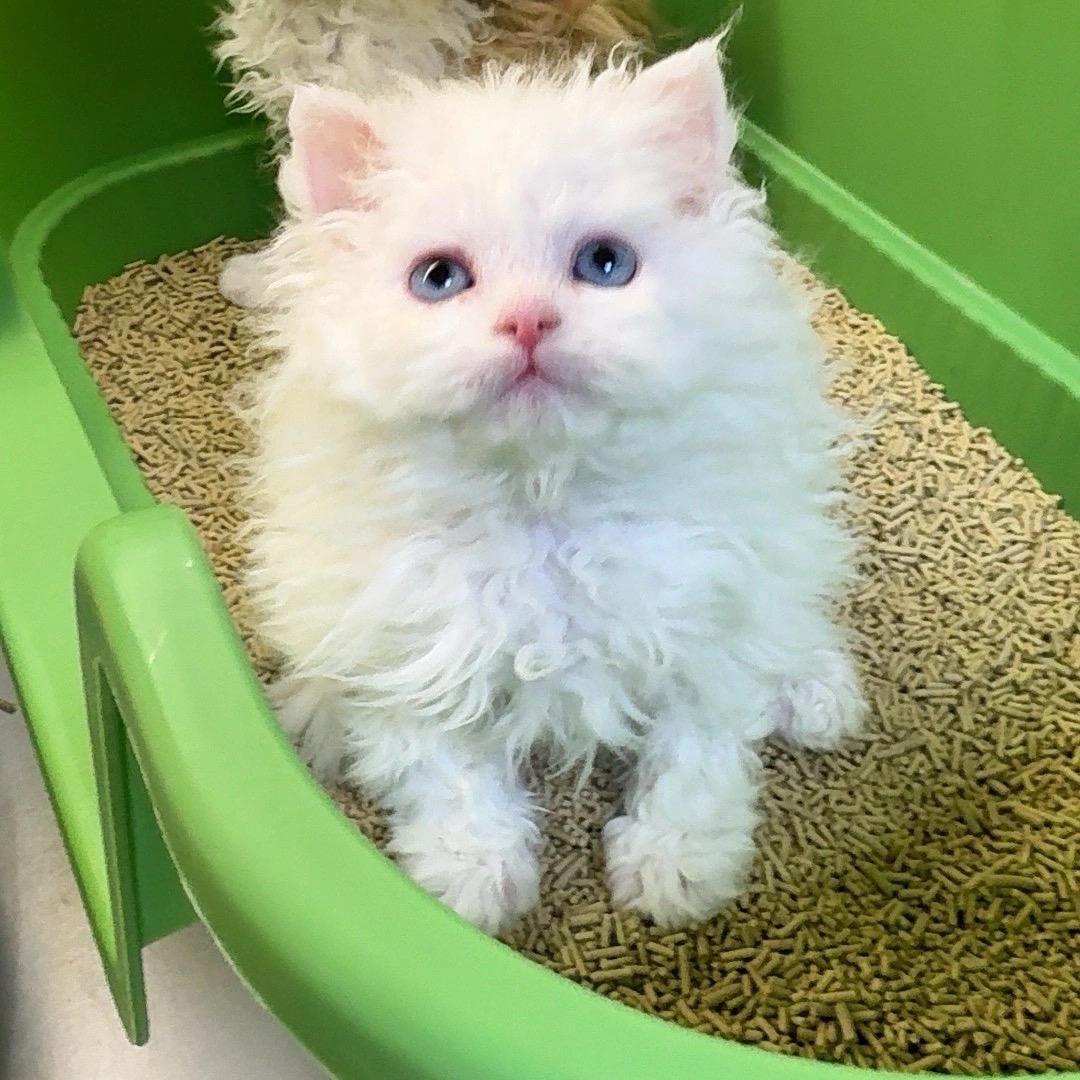 猫十七