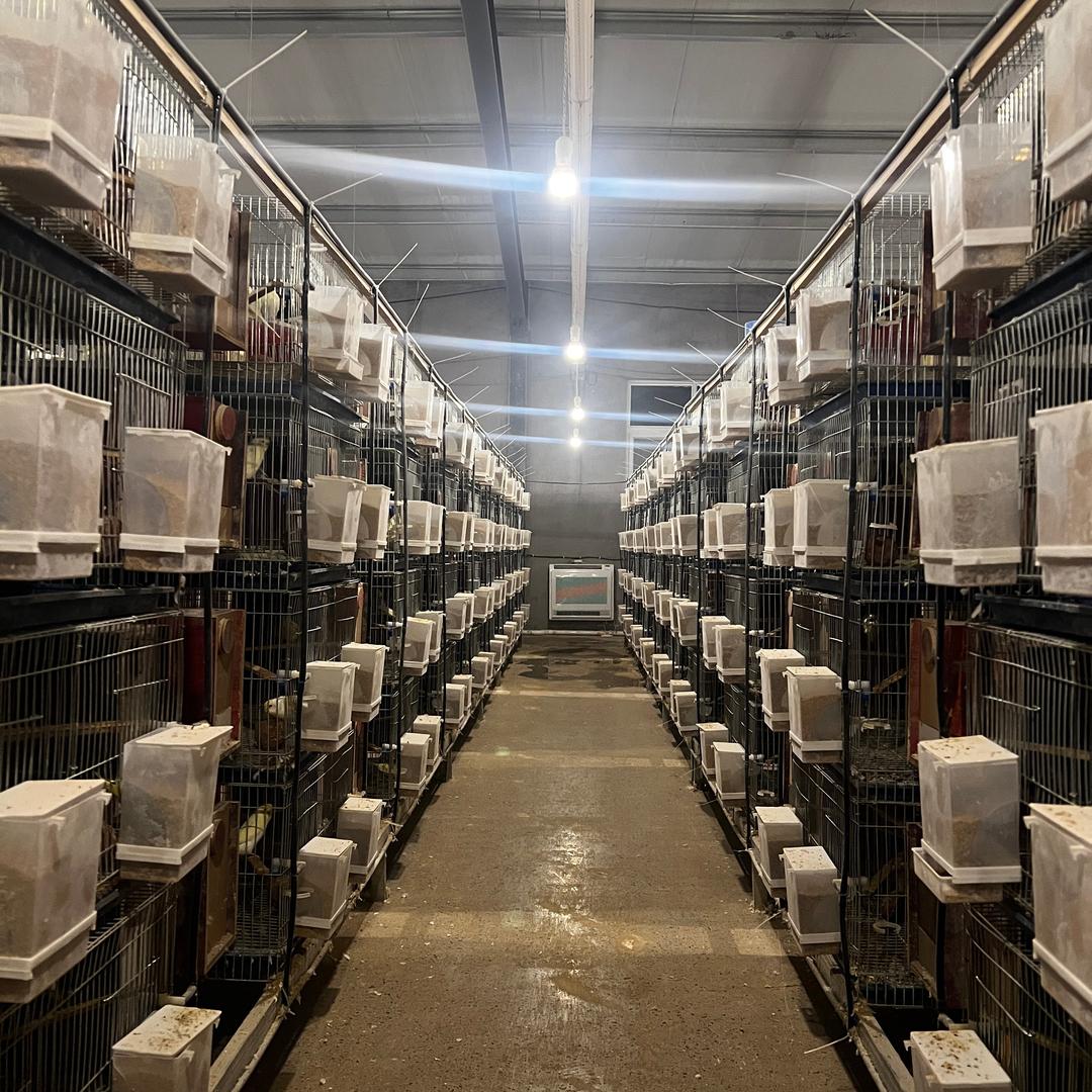 安心鹦鹉养殖基地