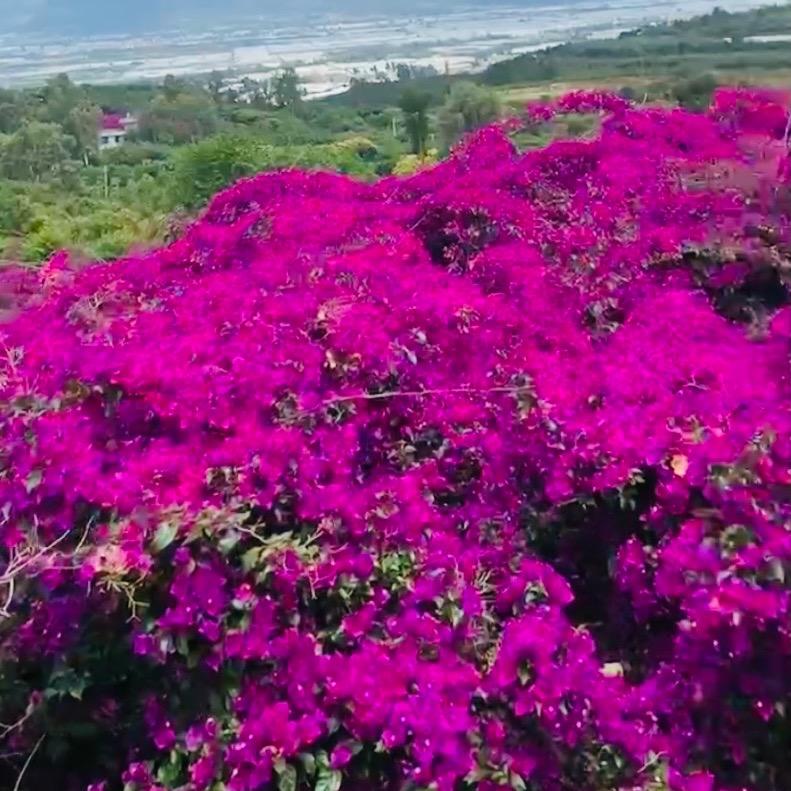 满山红三角梅