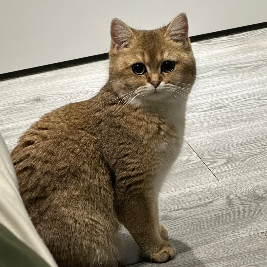 鸭鸭拆谷