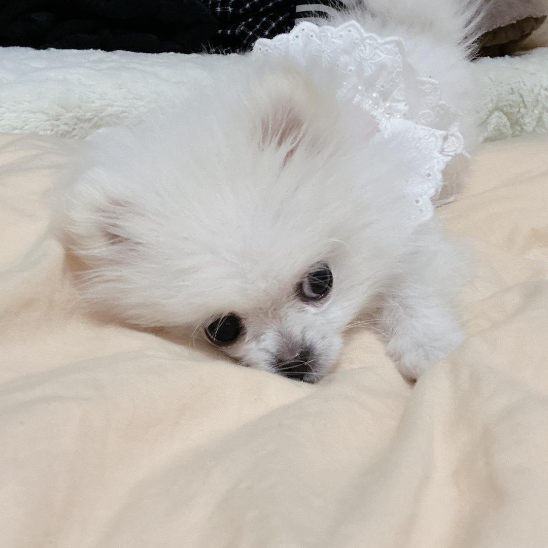 杨咩咩