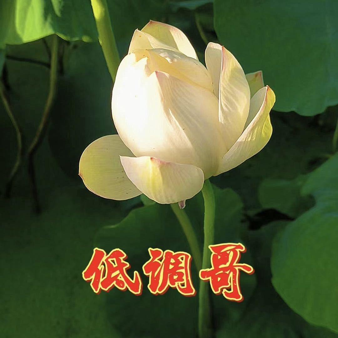 低调哥（音乐）