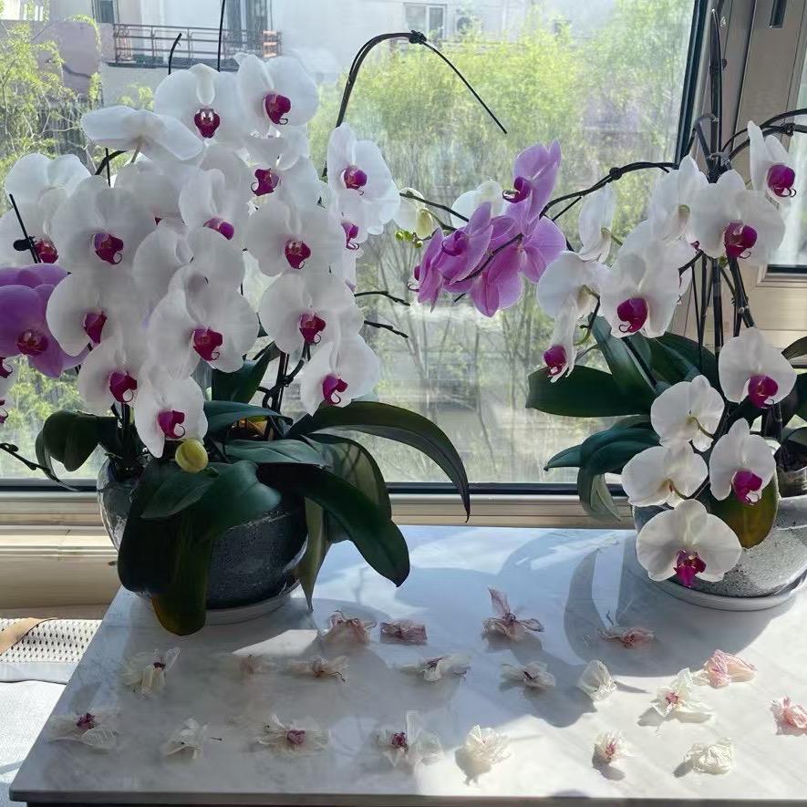 少女心的老阿姨