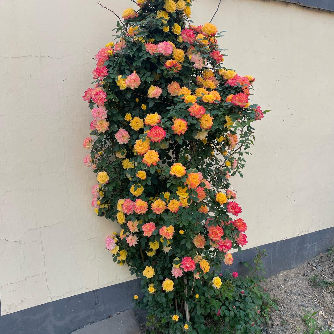 爱上晴天小猪🐷