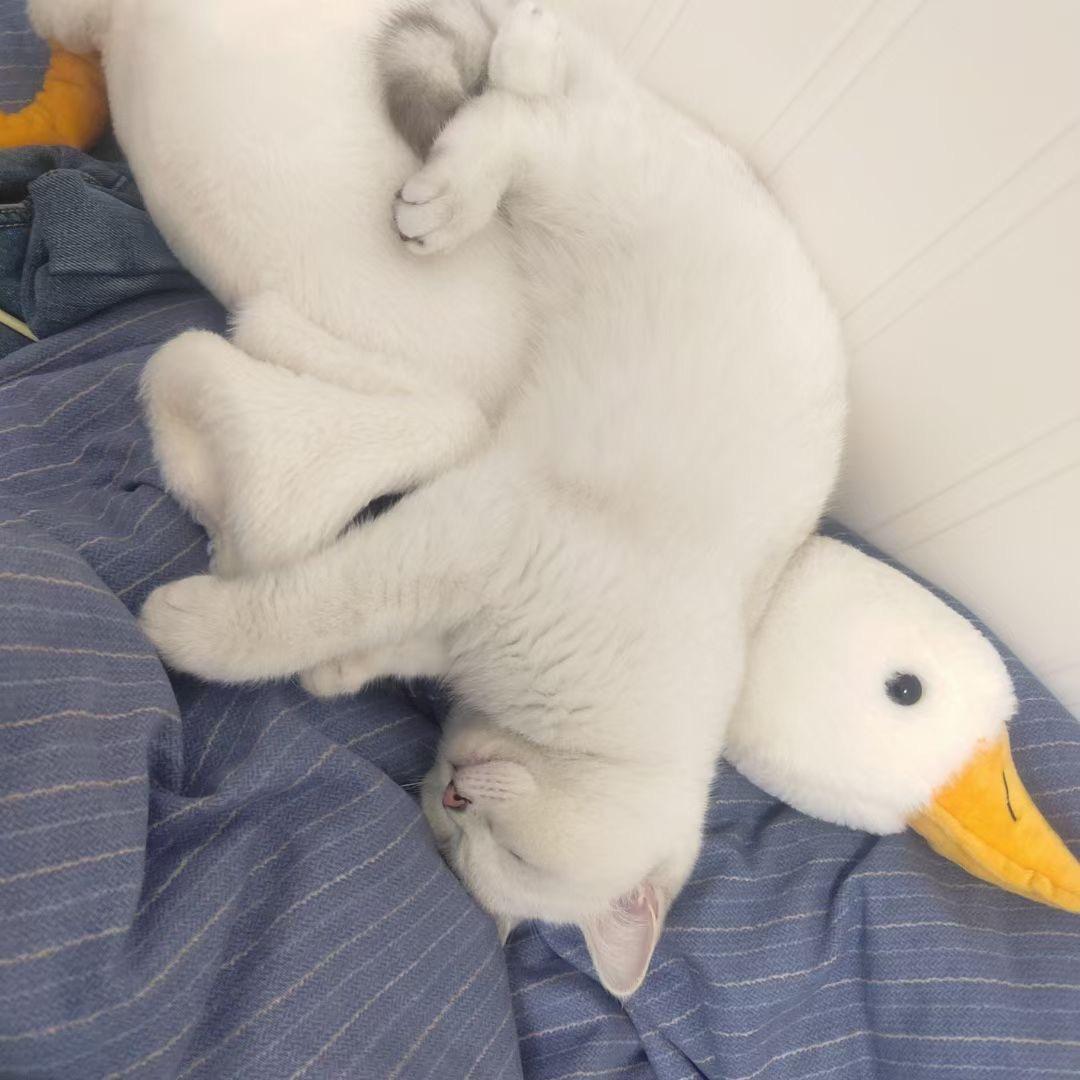 @轻舟已过万重山