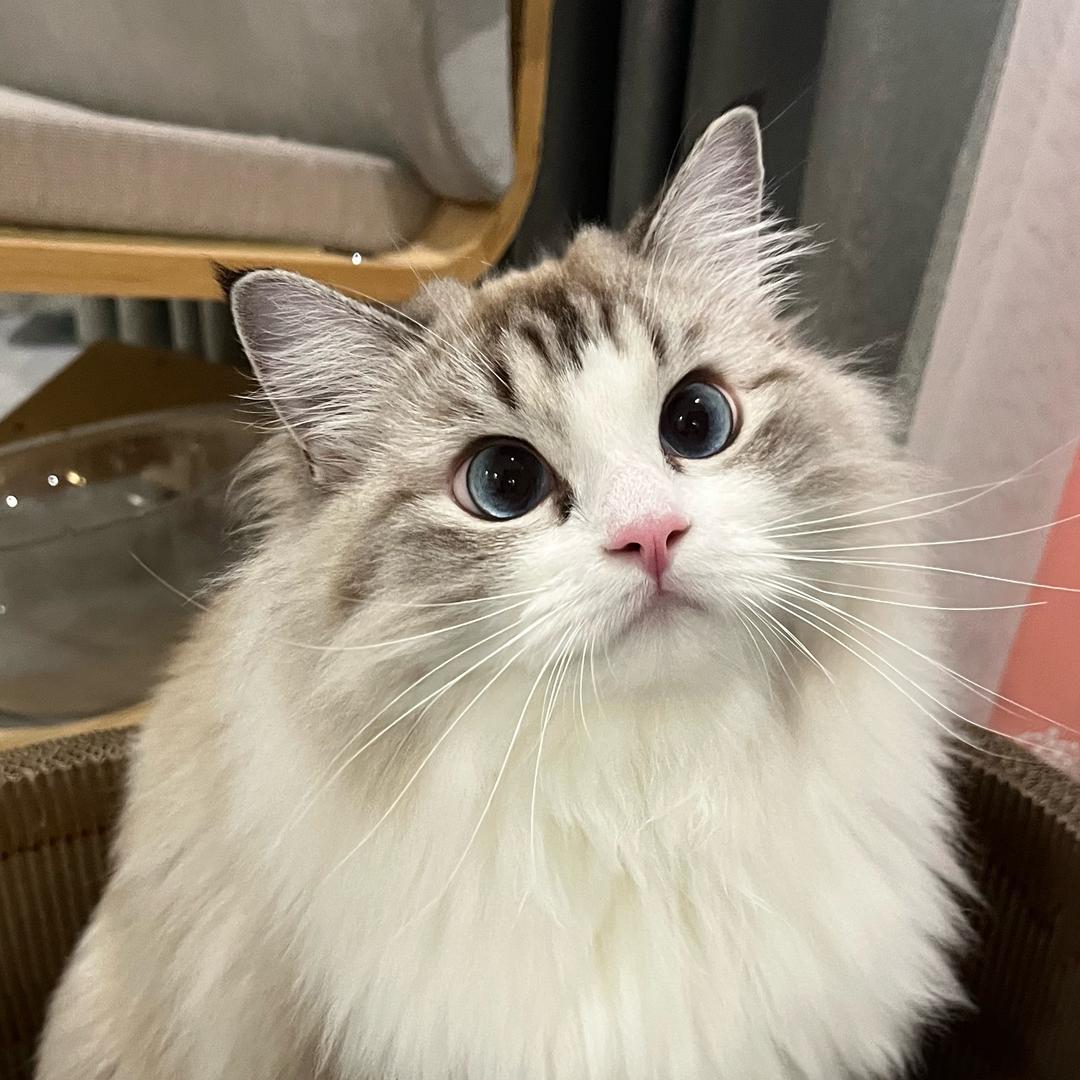 种太阳