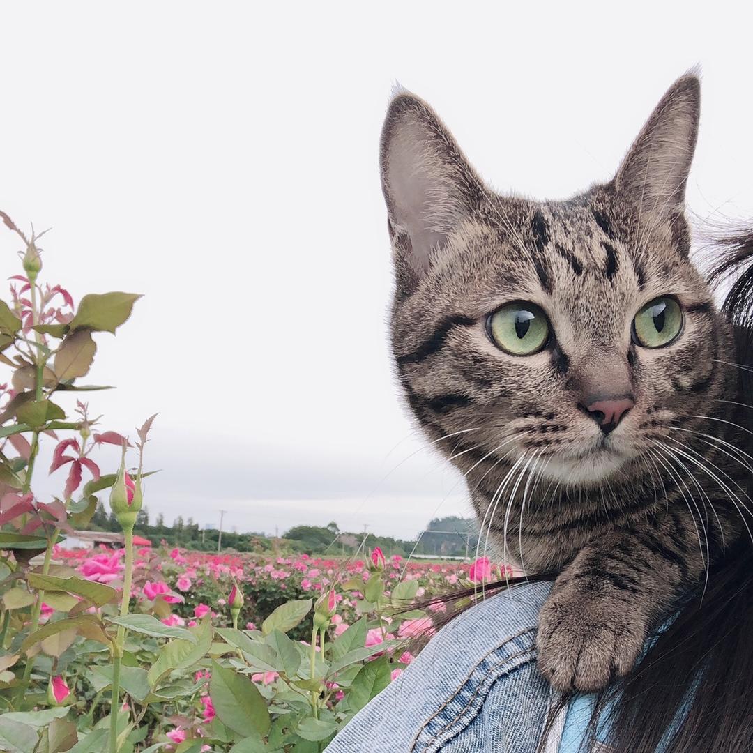 米粉是只🐱