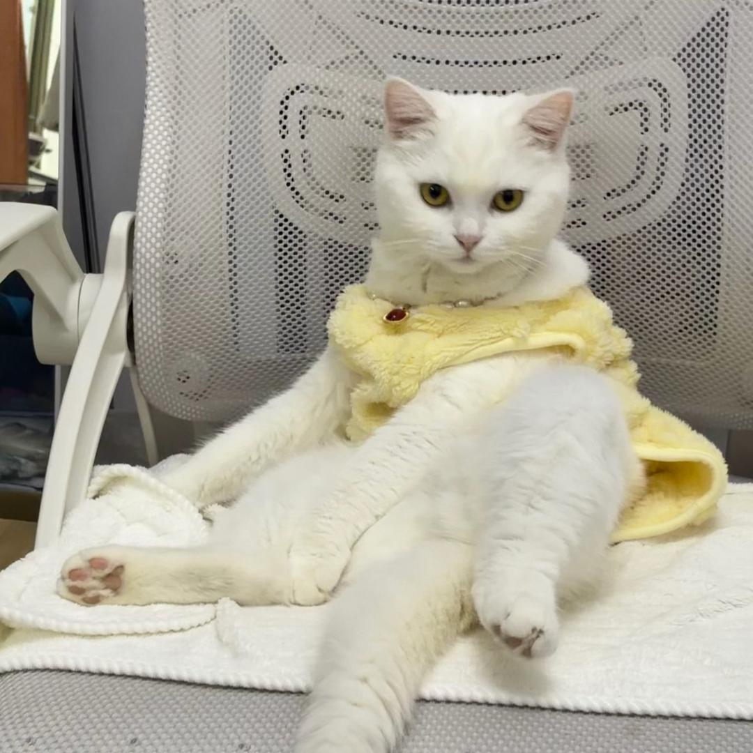 西西是一只猫🐱