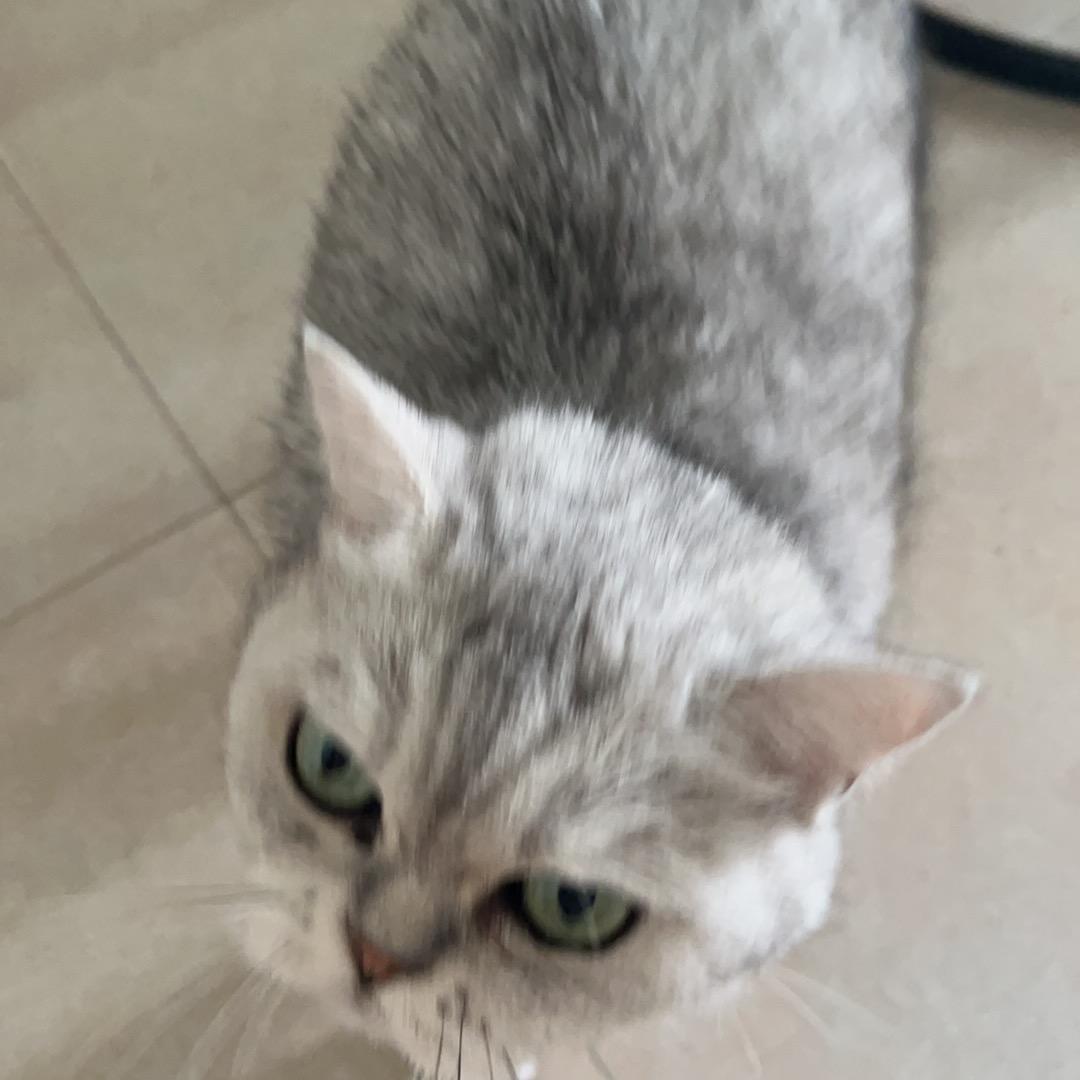 猫🐱和老鼠🐭