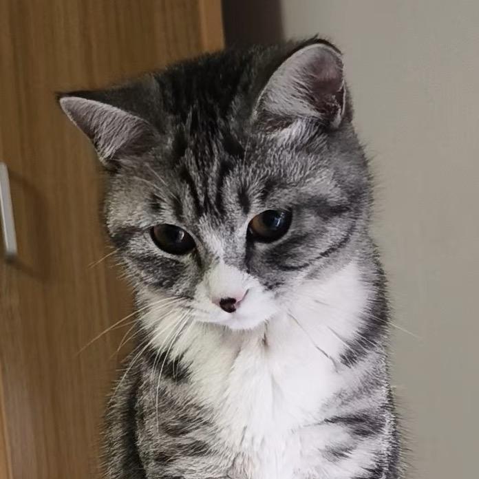 我和我弹幕女友(咆哮面条版)🧠