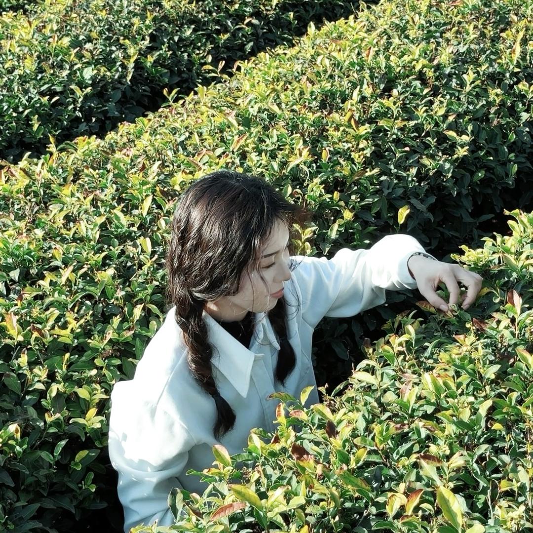 安欣茶园寻好茶