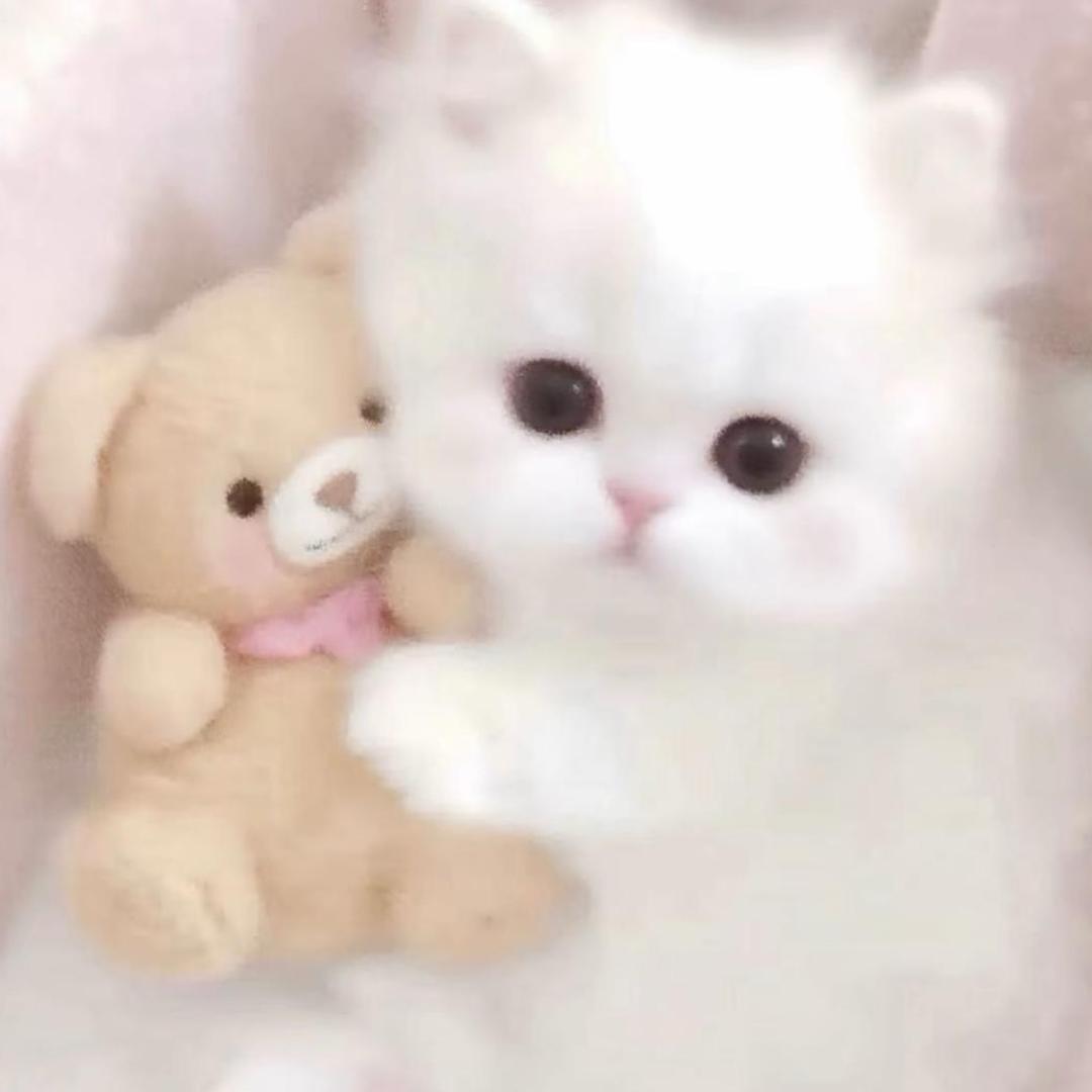 流泪猫猫头