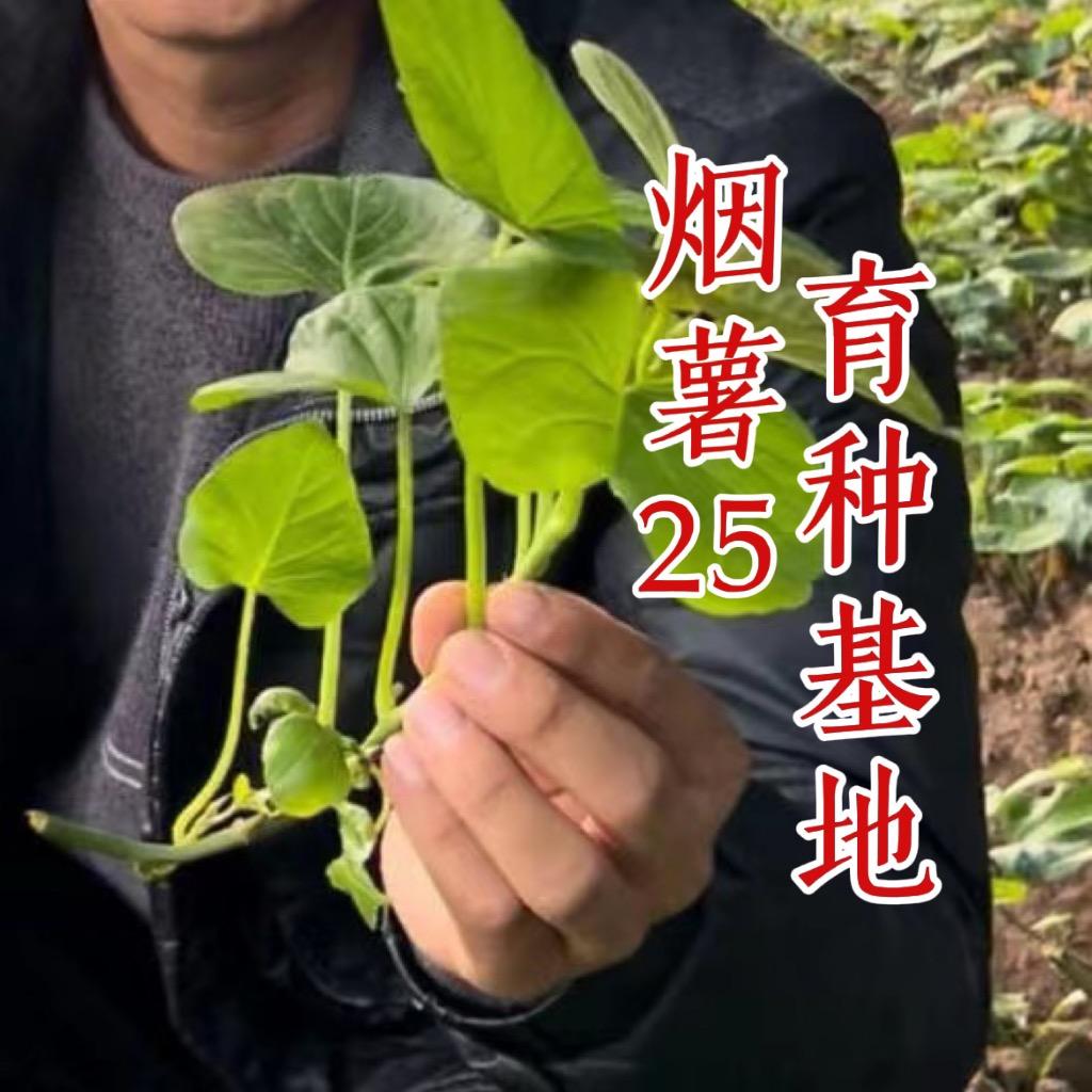 烟薯25红薯苗官方育种基地｜慧农