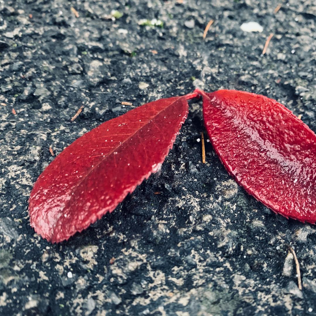 镌梦