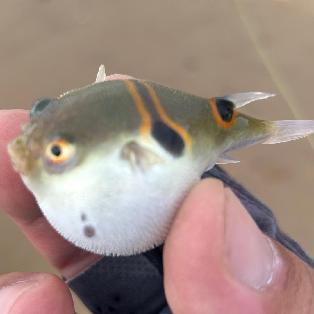 宝锅路亚笔记🎣