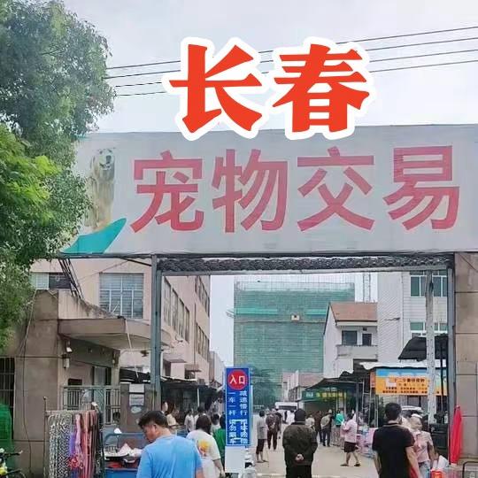 长春大型宠物市场（看宠物打主页☎️）