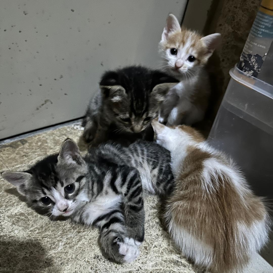 I风一沈I救助流浪猫