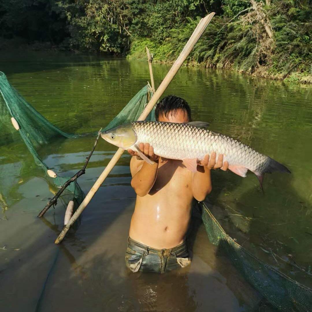 老细
