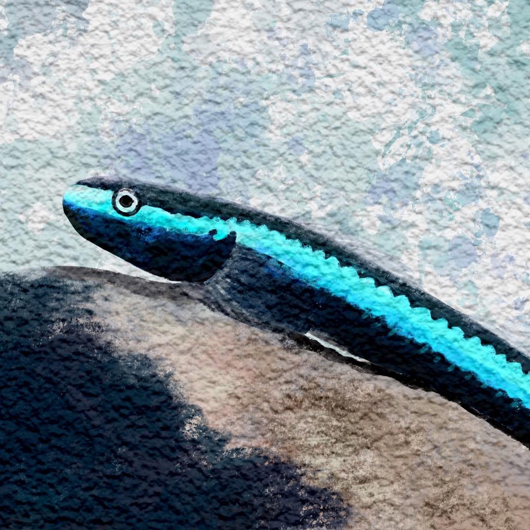 洋葱圈の魚