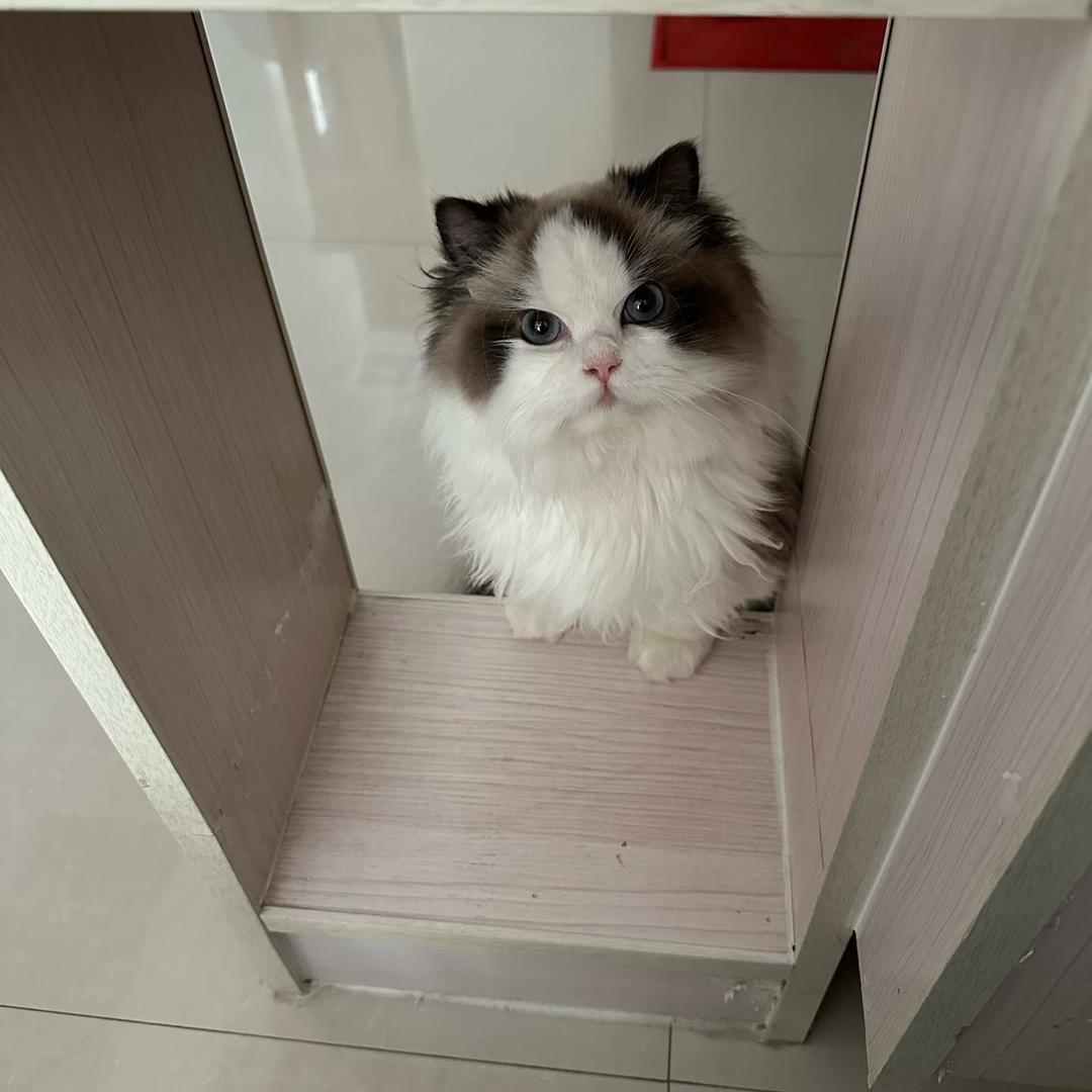 我爱我的喵猫舍