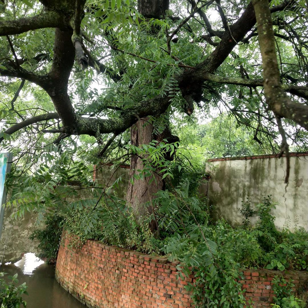 严店镇朱铁匠榨油厂（三哥）常年收购油菜籽